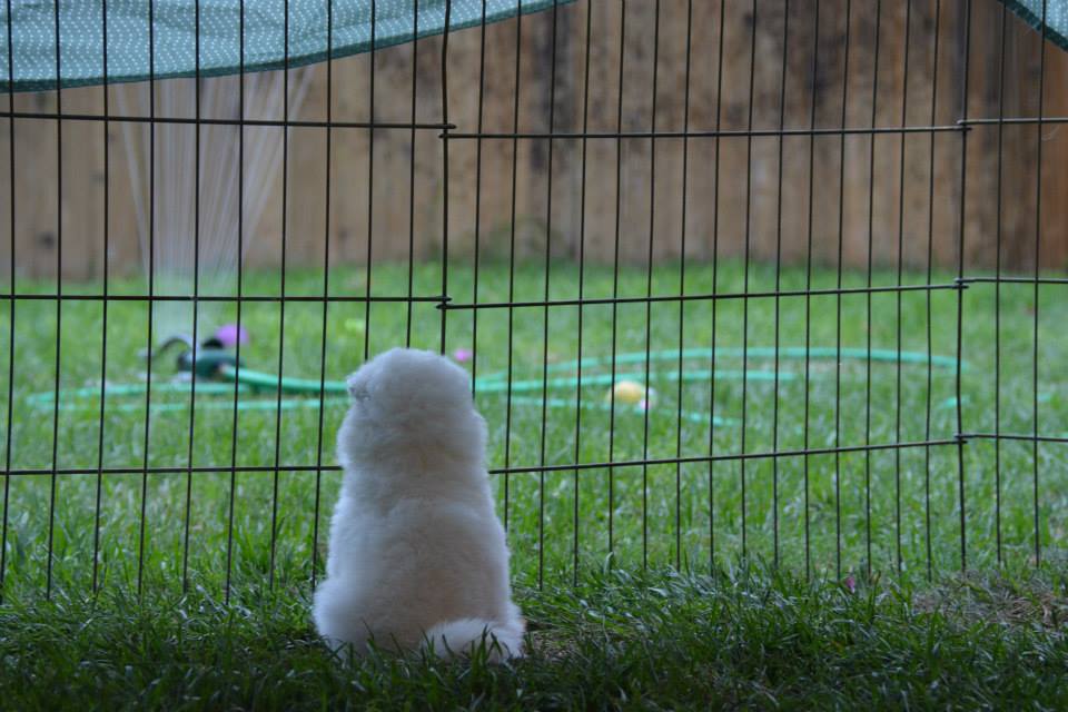 10491971_10152689607790209_5601495851624988445_n Contemplating Sprinklers