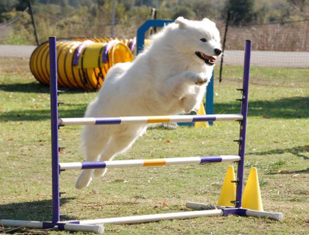 agility
